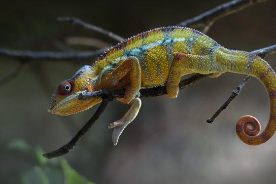 Übernachtung im Zoo - Tolles Zoo-Abenteuer bei Nacht 2 [article_picture_small]