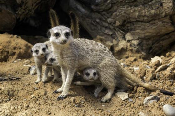 Übernachtung im Zoo - Tolles Zoo-Abenteuer bei Nacht 3 [article_picture_small]