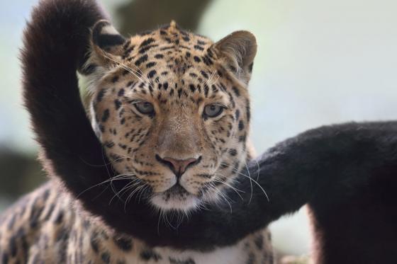 Übernachtung im Zoo - Tolles Zoo-Abenteuer bei Nacht 5 [article_picture_small]