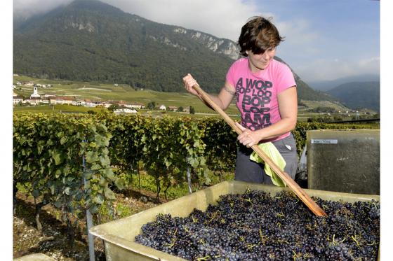 Weinabo Geschenk - 3 Lieferungen exzellenten Wein geniessen 2 [article_picture_small]