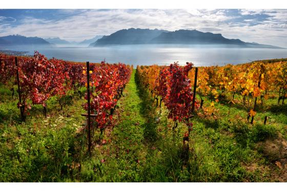 Weinabo Geschenk - 3 Lieferungen exzellenten Wein geniessen 5 [article_picture_small]