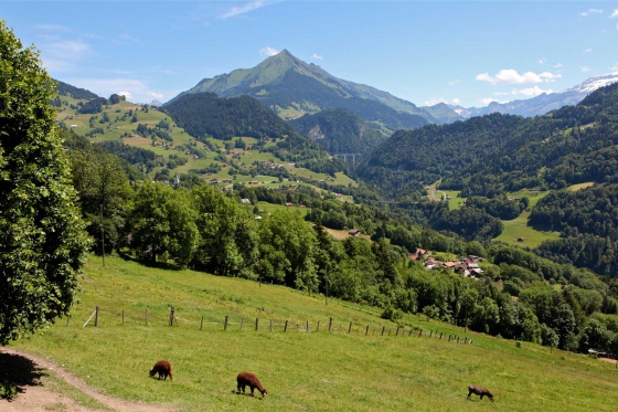 Nuit dans une roulotte - 1 nuit, avec petit déjeuner et libre accès à l'espace bien-être 5 [article_picture_small]