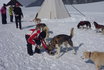 Schlittenhunde Tageskurs - Husky Erlebnis für einen Tag 10