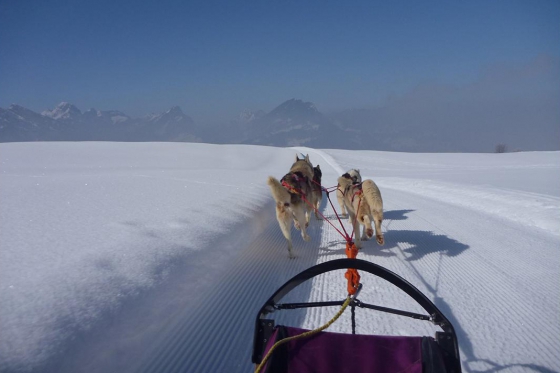 Alla scoperta degli Husky - Corso di una giornata  [article_picture_small]