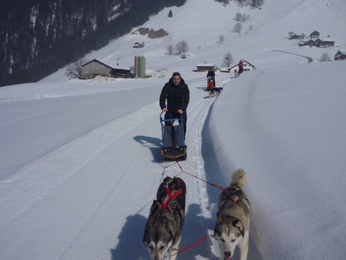 Alla scoperta degli Husky - Corso di una giornata 1 [article_picture_small]