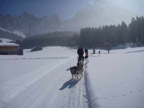 Alla scoperta degli Husky - Corso di una giornata 2 [article_picture_small]