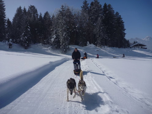 Alla scoperta degli Husky - Corso di una giornata 3 [article_picture_small]