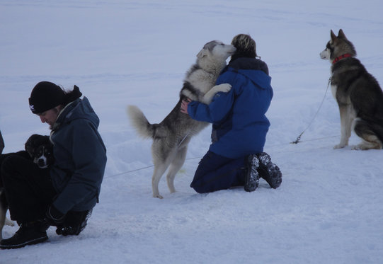 Alla scoperta degli Husky - Corso di una giornata 4 [article_picture_small]