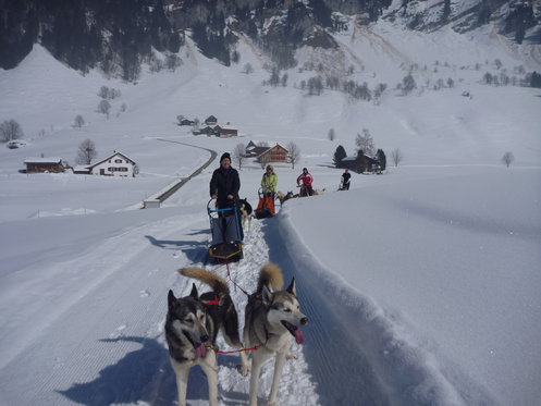 Alla scoperta degli Husky - Corso di una giornata 5 [article_picture_small]