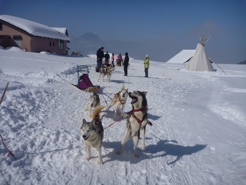 Alla scoperta degli Husky - Corso di una giornata 7 [article_picture_small]